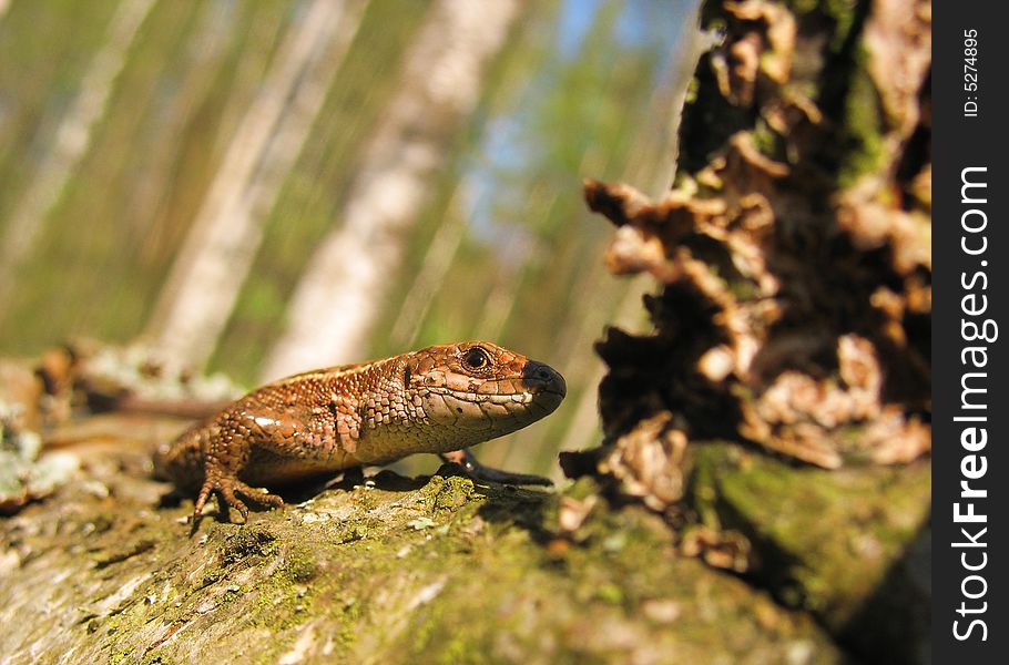 Lizard that basks in the spring sun