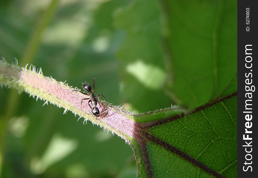 Black ant at the stem of sun flower leave