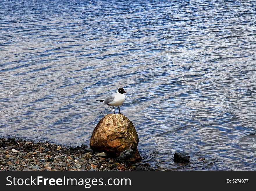 The Black-headed Gull (Larus ridibundus) is a small gull which breeds in much of Europe and Asia, and also in coastal eastern Canada. The Black-headed Gull (Larus ridibundus) is a small gull which breeds in much of Europe and Asia, and also in coastal eastern Canada