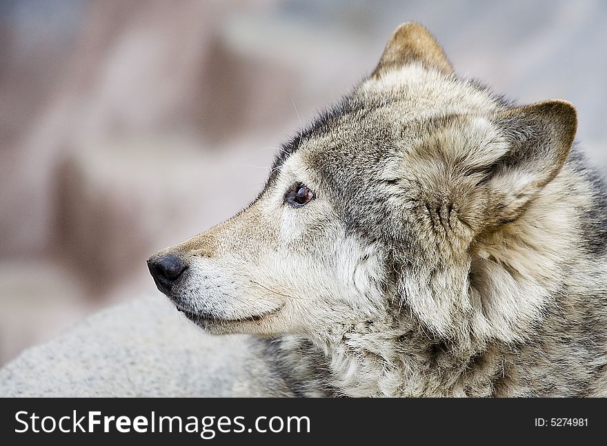 Portrait Of The Wolf