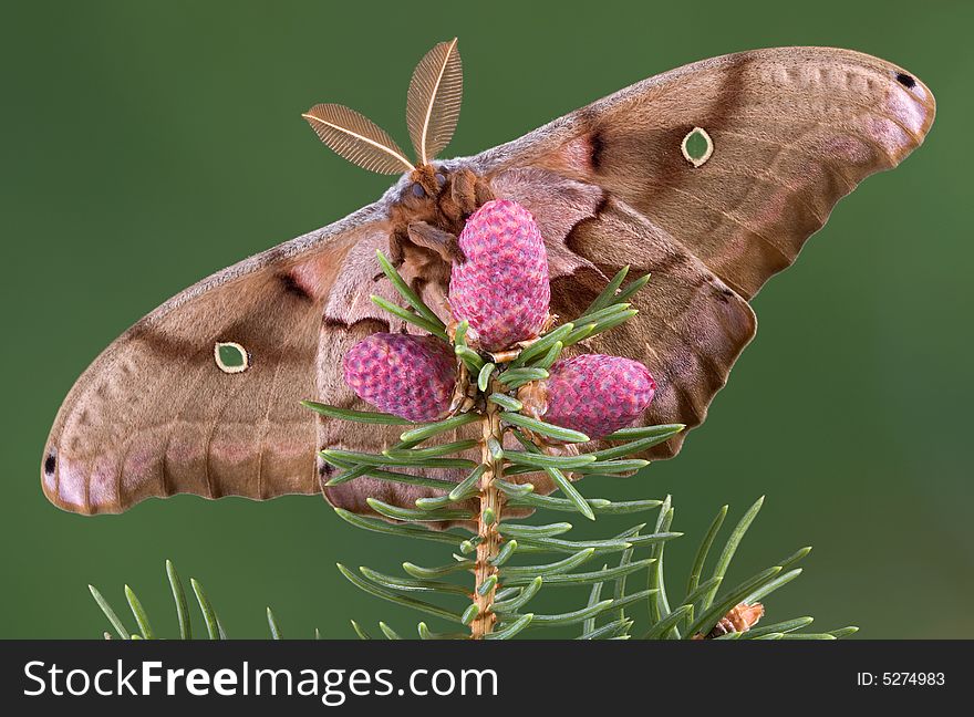 A polyphemus moth is clinging to an evergreen branch. A polyphemus moth is clinging to an evergreen branch.