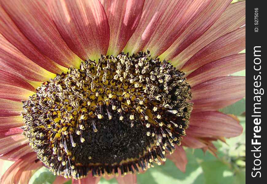 Close look at rainbow sun flower