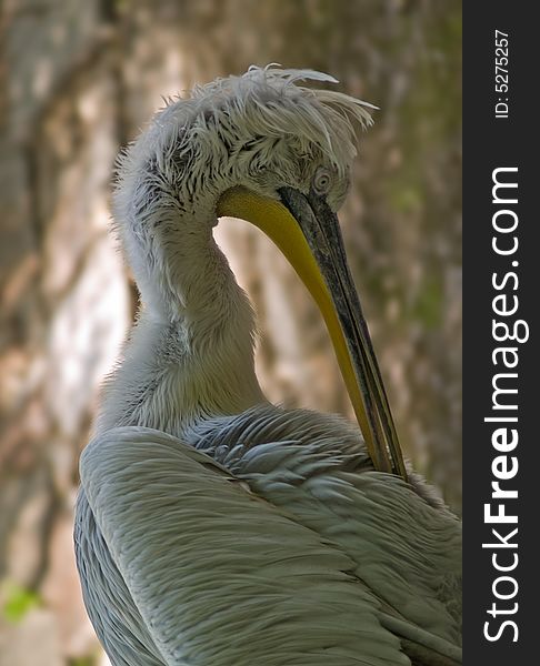 Curly pelican
