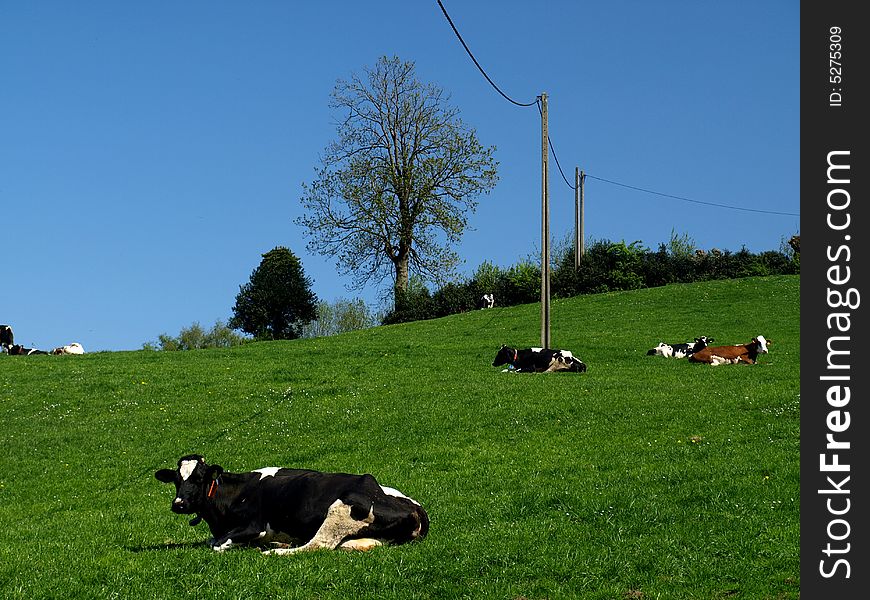 Cows relaxing