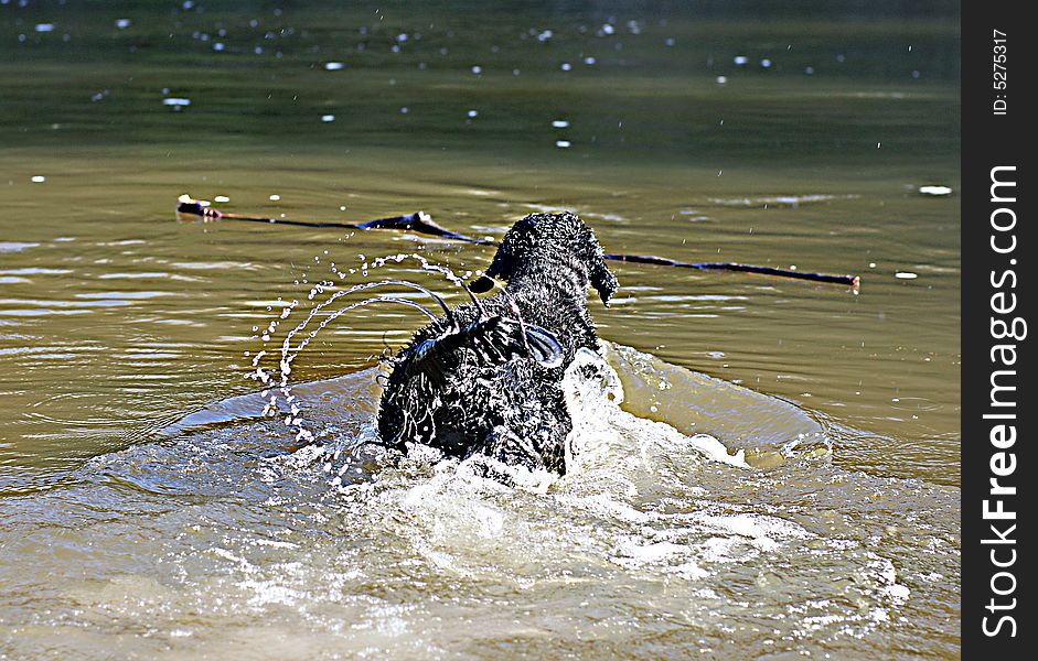 A Portuguese Water Dog chases after a big stick in the Nottawasaga River, Ontario. A Portuguese Water Dog chases after a big stick in the Nottawasaga River, Ontario