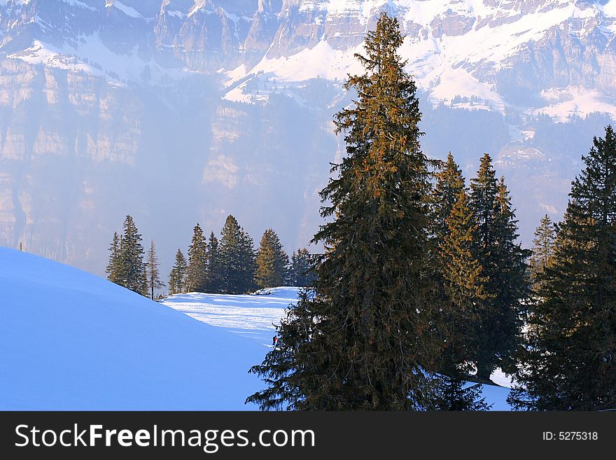 Winter forest in the swiss Alps. Winter forest in the swiss Alps