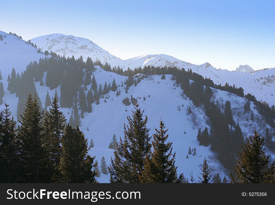 Winter forest and traces in the swiss Alps. Winter forest and traces in the swiss Alps