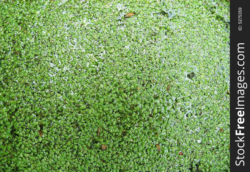 Green duckweed on the water