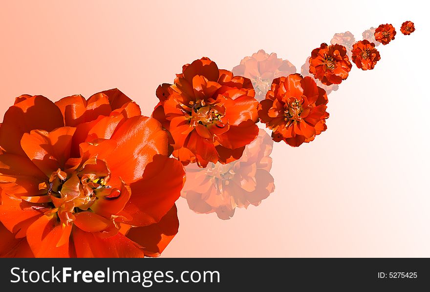 Isolated red tulip flowers on light-red background