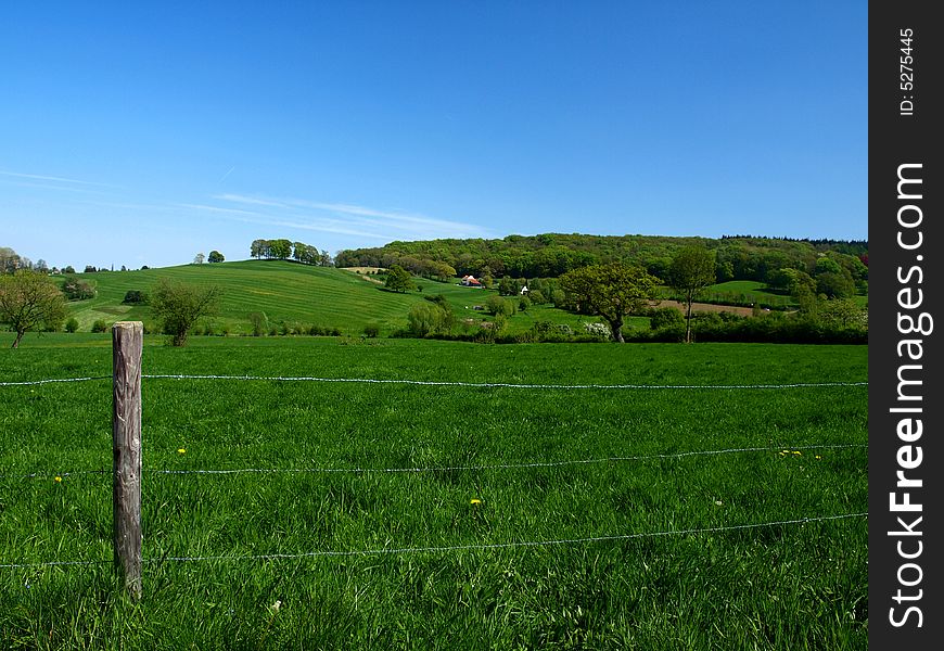 A green slanting meadow with trees in the background. A green slanting meadow with trees in the background