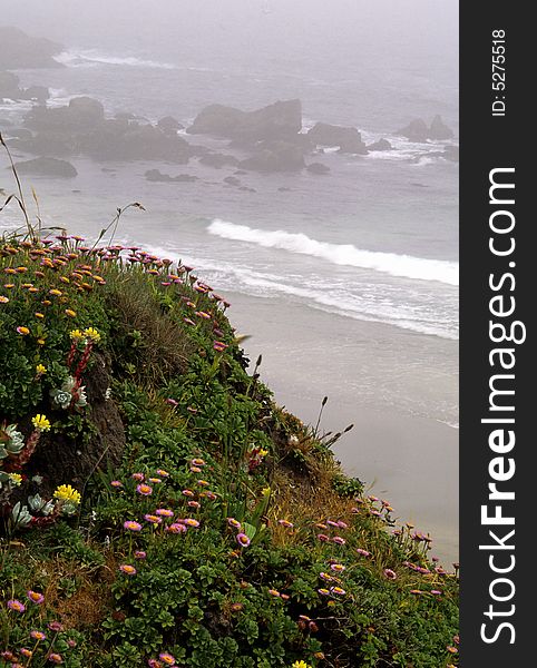 Field of wildflowers on the coast of California on a misty morning. Field of wildflowers on the coast of California on a misty morning