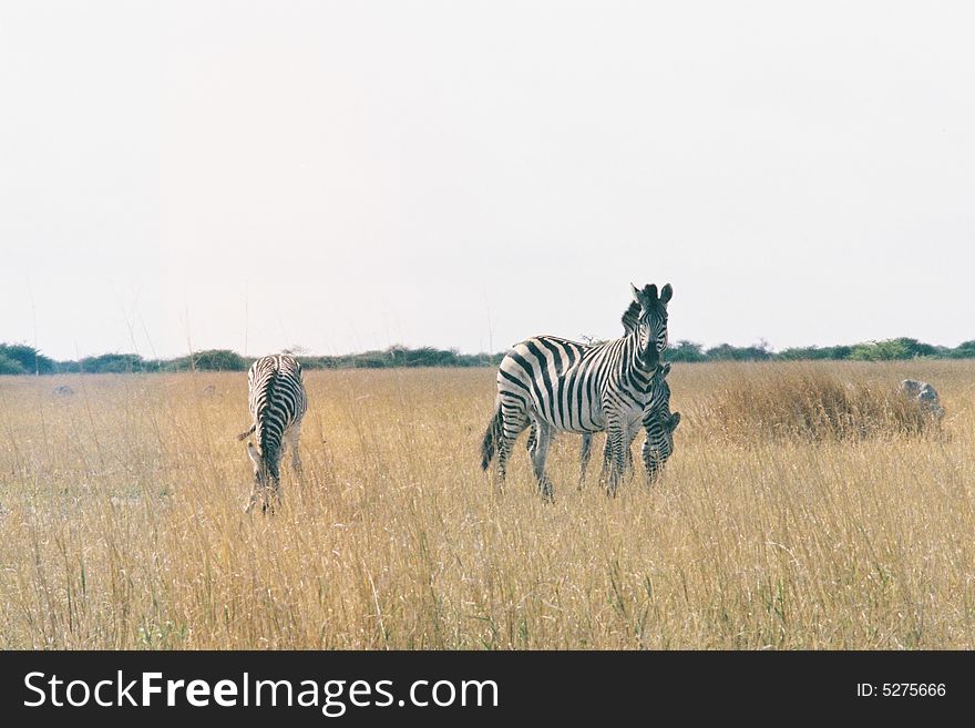 Zebra's three moremi botswana stripes