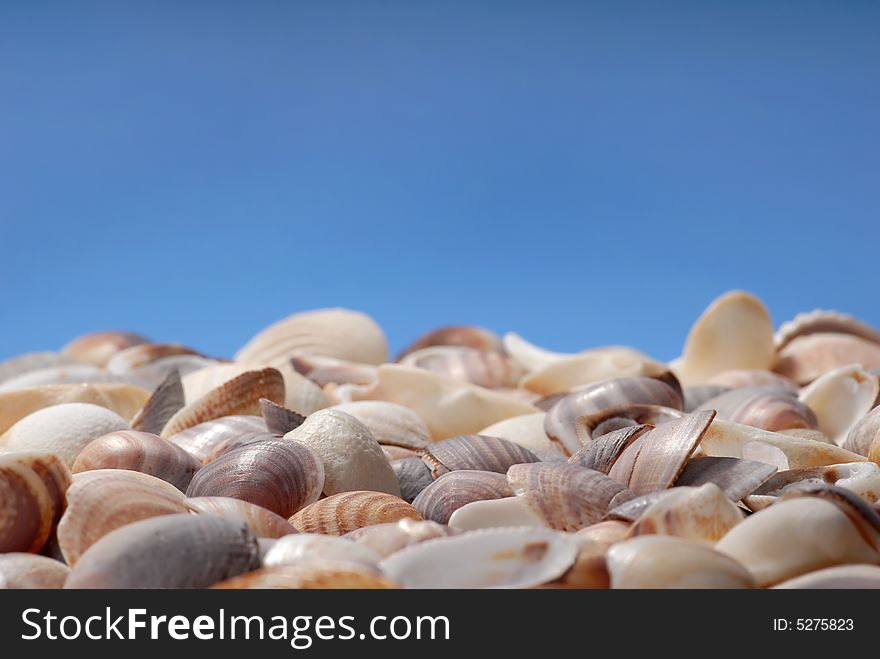 Shells in front of blue background. Shells in front of blue background.