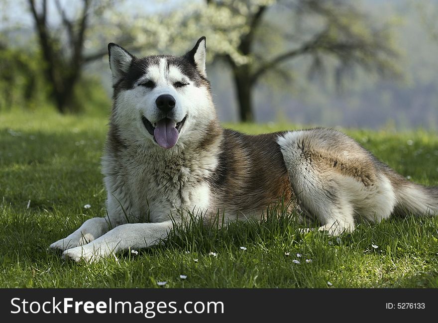 Portrait of the smiling husky dog