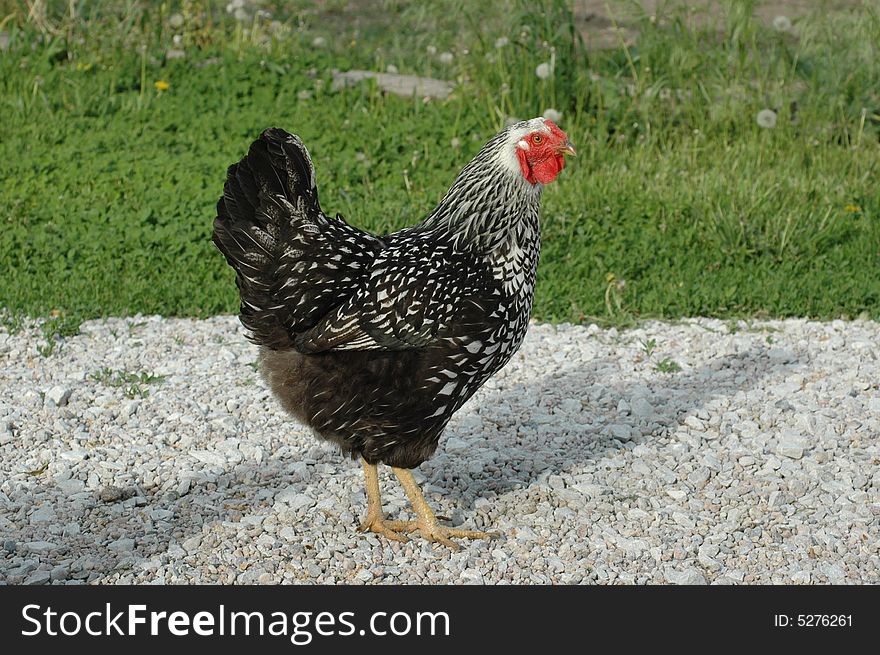 Black and white domestic hen. Black and white domestic hen