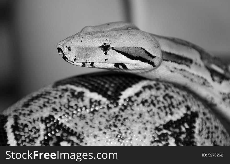 Red-Tailed Boa Constrictor in Black and White