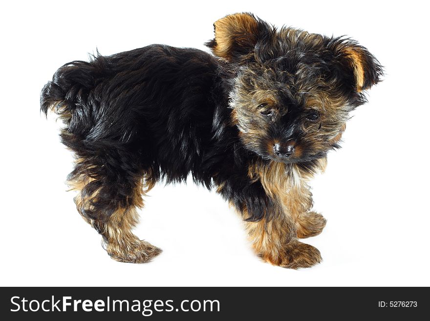Adorable little Yorkie Isolated on White. Adorable little Yorkie Isolated on White.