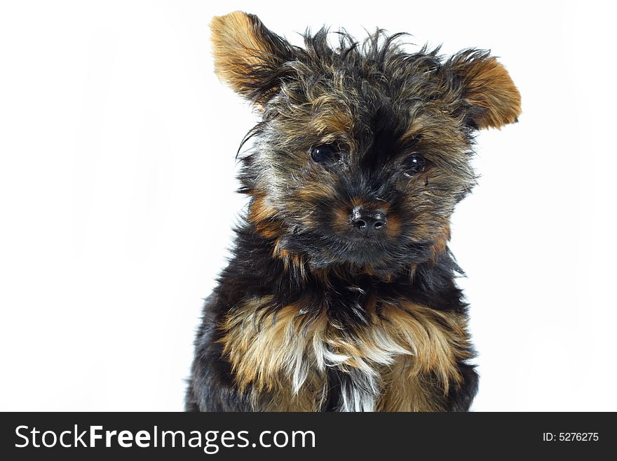 Adorable little Yorkie Isolated on White. Adorable little Yorkie Isolated on White.