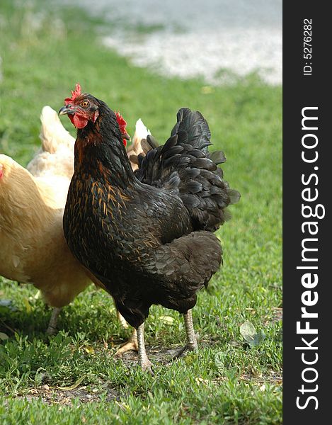 Black and brown domestic hen. Black and brown domestic hen