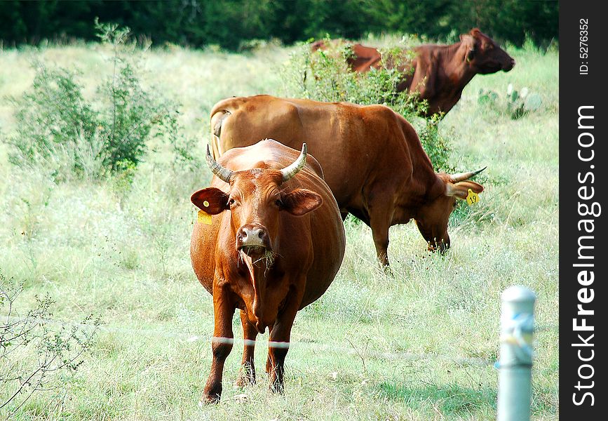 Three cows in a field doing what cows do...eating. Three cows in a field doing what cows do...eating.