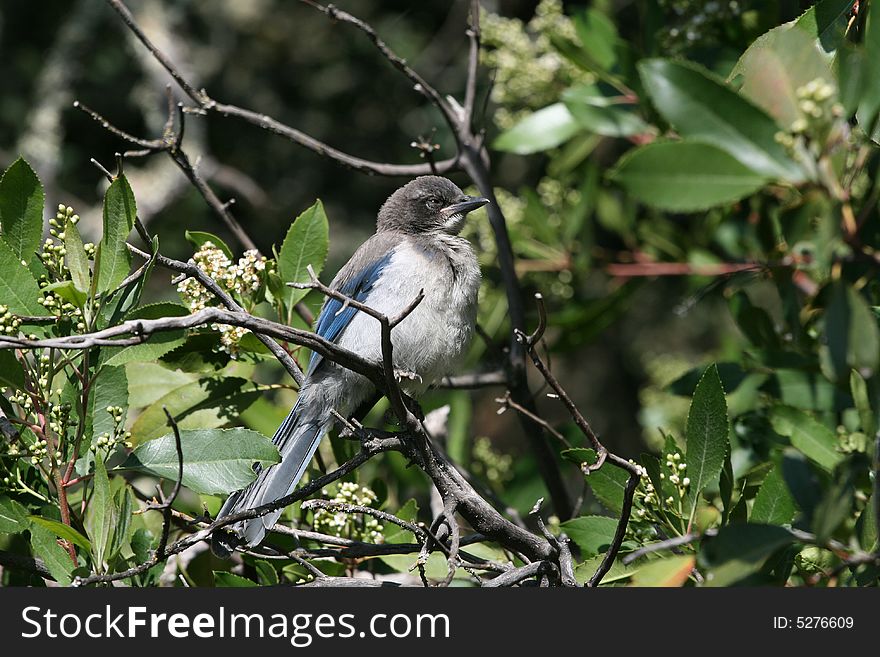A young Bluejay sits very close to humans having not yet learned the dangers