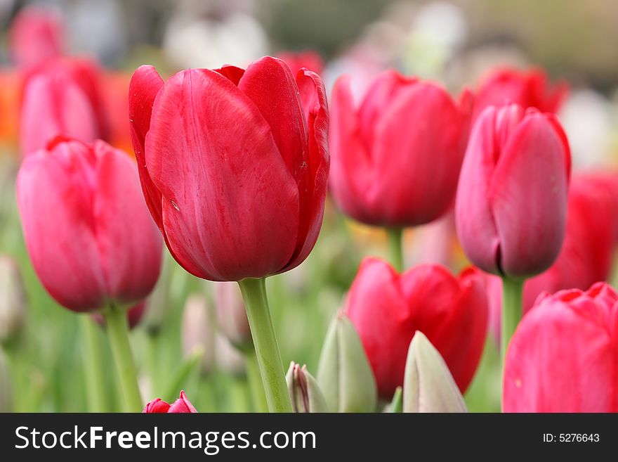 The tulip garden during flower festival in Tokyo. The tulip garden during flower festival in Tokyo