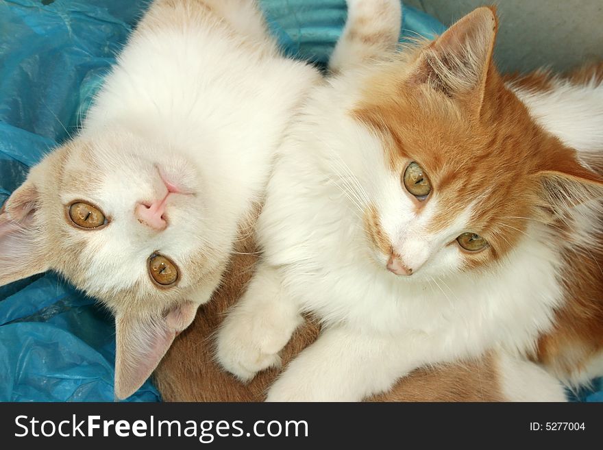 Two beautiful kittens relaxing together.