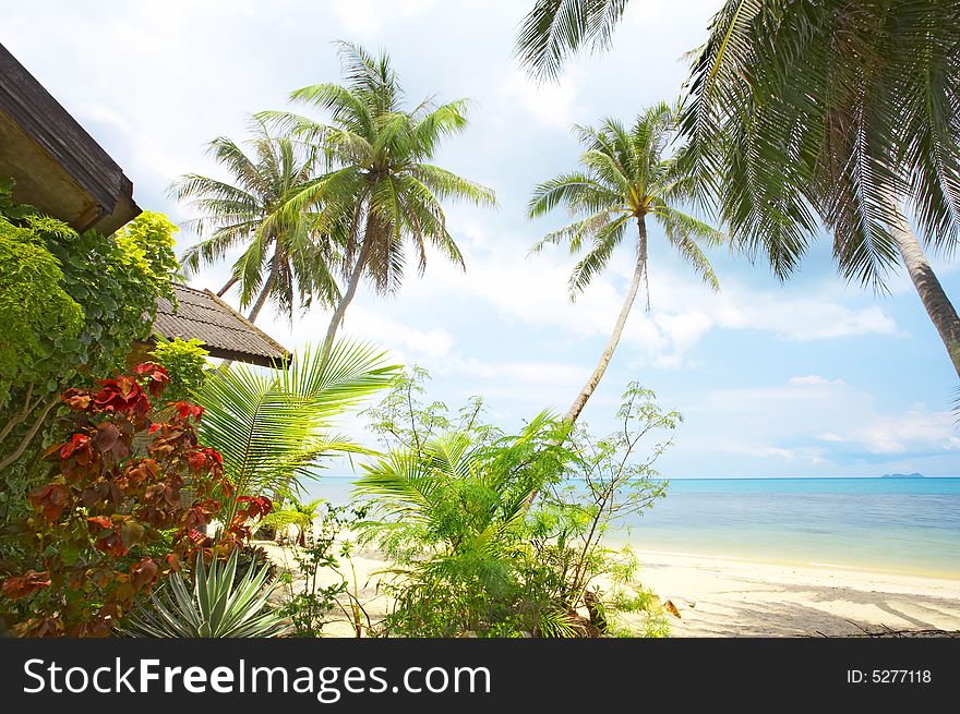 View of nice tropical empty sandy beach with some palm. View of nice tropical empty sandy beach with some palm