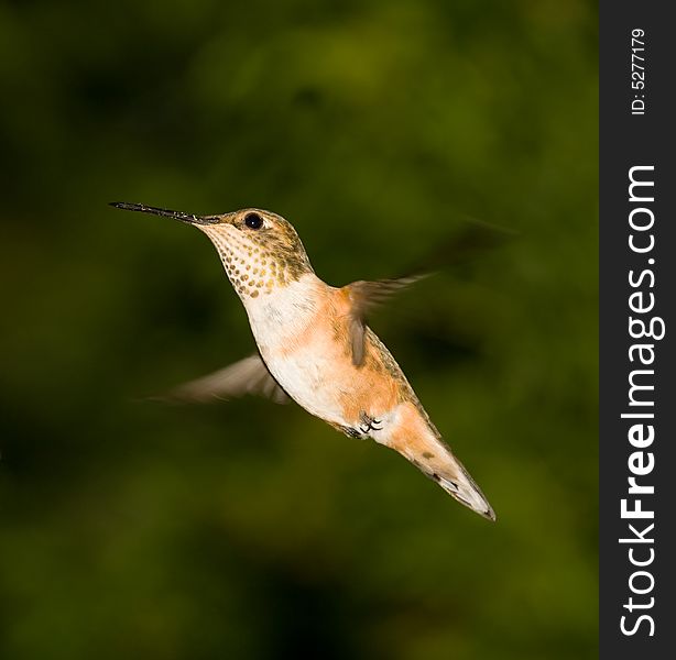 Ruby-Throated Female Hummingbird