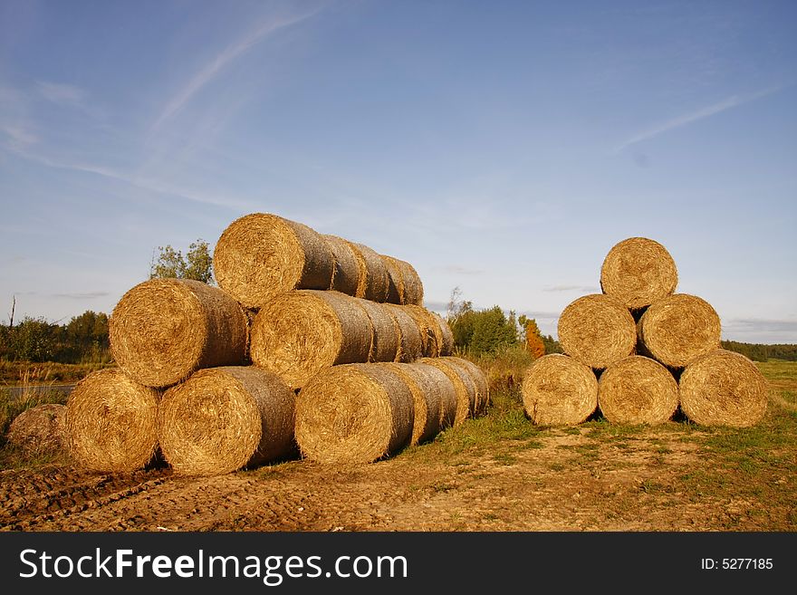 Many hayricks on the field