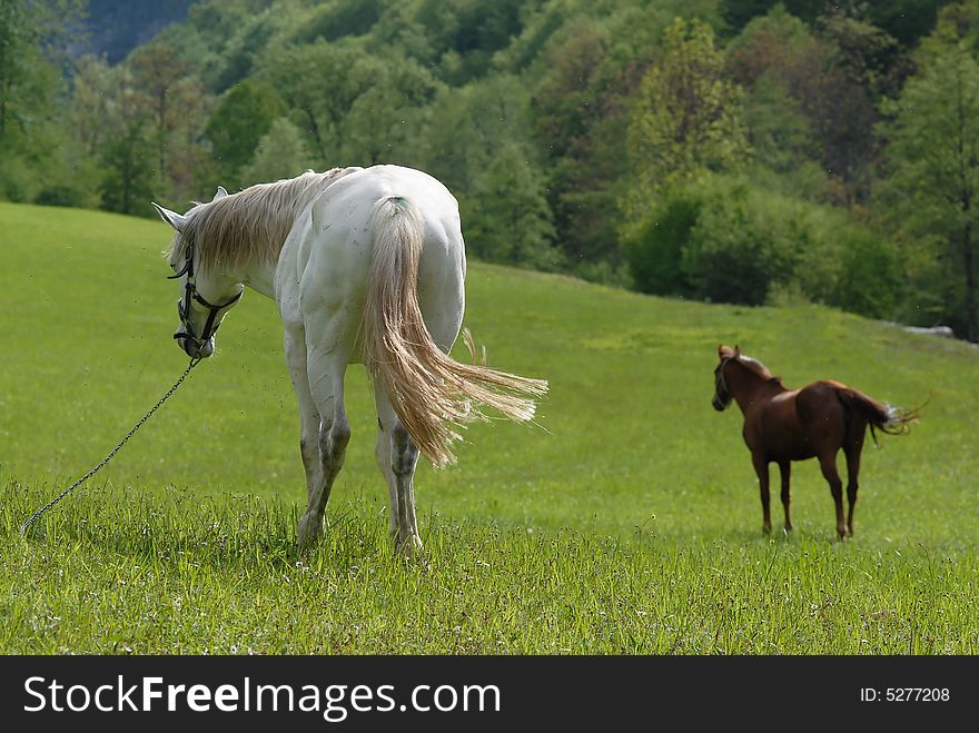 Two horses eating fresh green grass, pasture, fields and meadows, national park Tara, Serbia