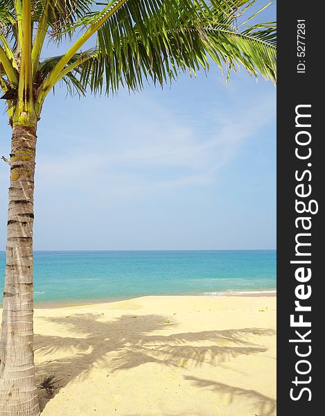 View of nice tropical empty sandy beach with some palm. View of nice tropical empty sandy beach with some palm