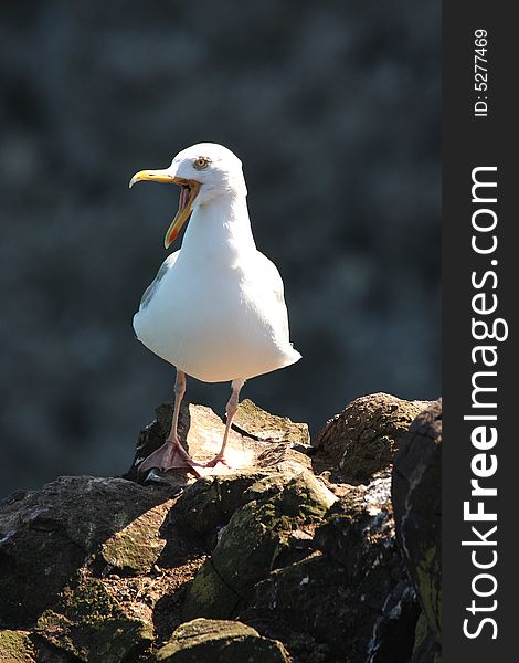 Squawking fulmar at Fowlsheugh, Aberdeen