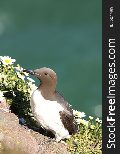 Guillemot at Fowlsheugh Bird Reserve, Aberdeen