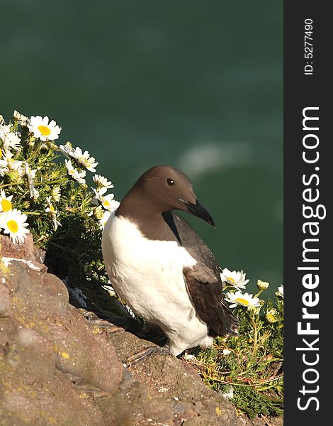 Guillemot at Fowlsheugh Bird Reserve, Aberdeen