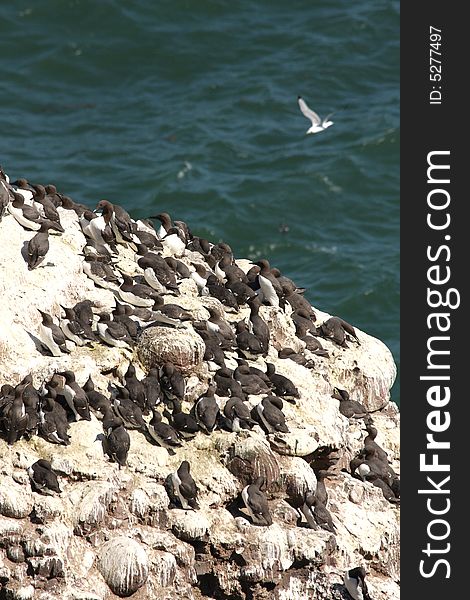 Photograph of Fowlsheugh bird reserve, Scotland