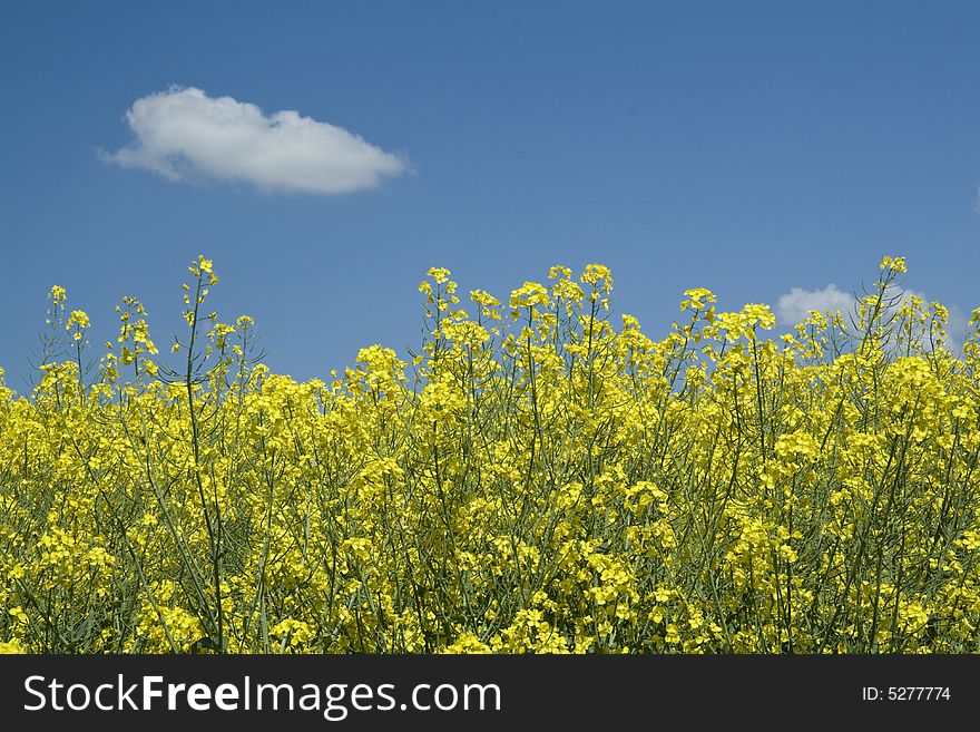 Blooming rapeseed field, blue skies with some clouds. Blooming rapeseed field, blue skies with some clouds.