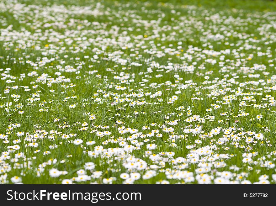 Field with daises - shallow field of depth