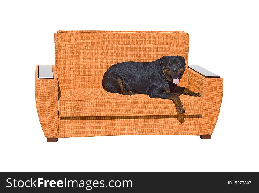 Black dog seating on the sofa. Isolated on a white background