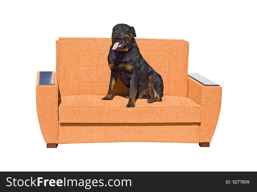 Black dog seating on the sofa. Isolated on a white background