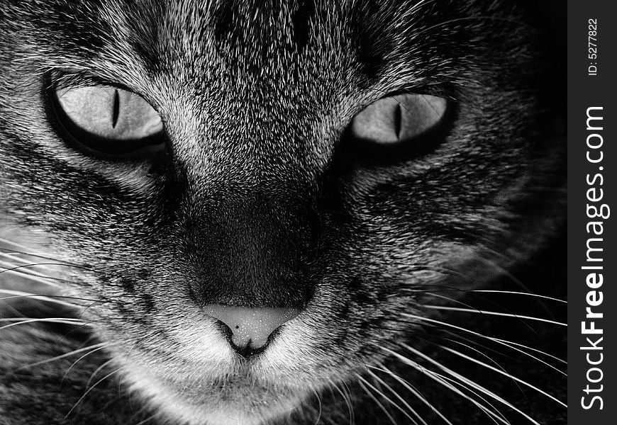 Eyes of a cat black and white