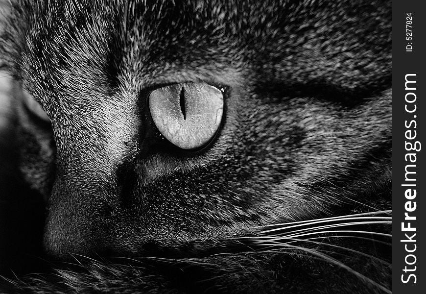 Eye of a cat black and white