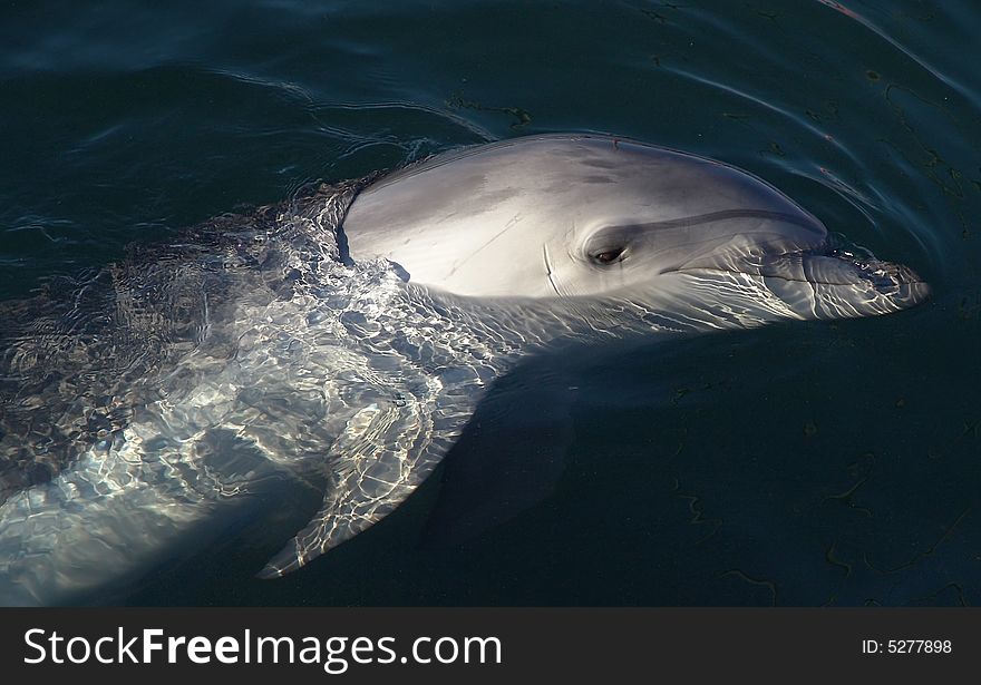 Trained dolphin on Black sea.