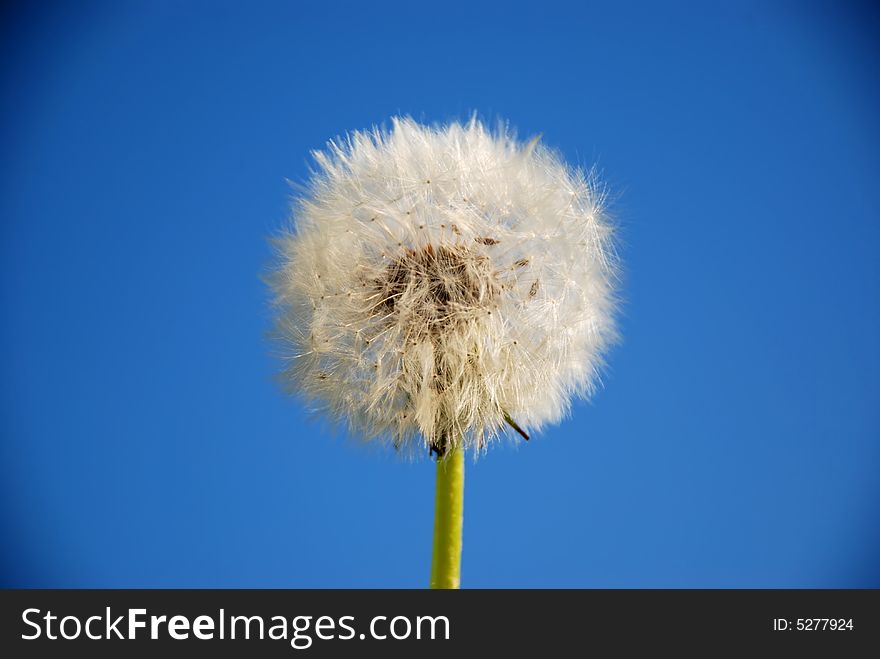 White fluffy Dandelion on the blue sky