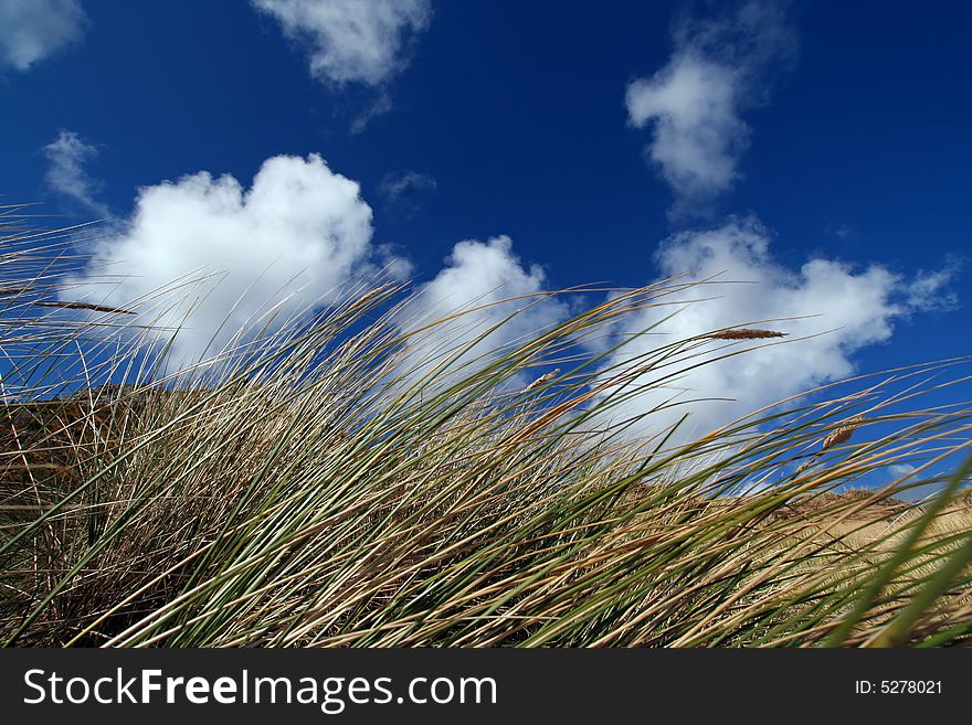 Dune grass blue sky and white cumulus