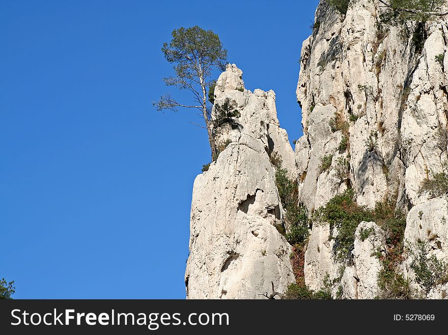 Mediterranean pine trees growing on rocky limestone cliffs. Mediterranean pine trees growing on rocky limestone cliffs