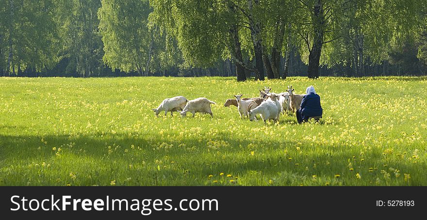Spring landscape - goat on the meadow