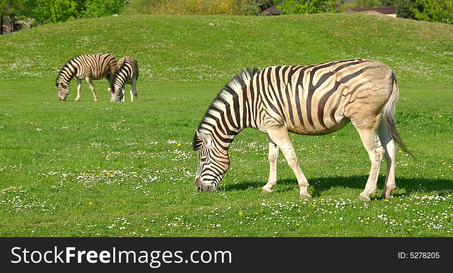 Zebras on a background of a beautiful landscape