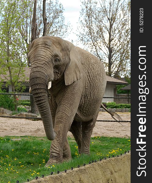 African elephant walks on the grass