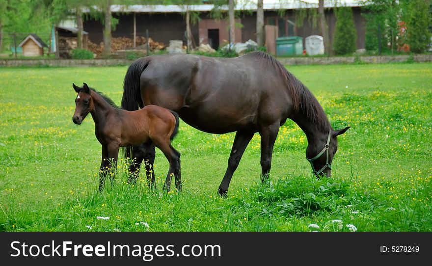 Baby horse with its mother eating green grass. Baby horse with its mother eating green grass